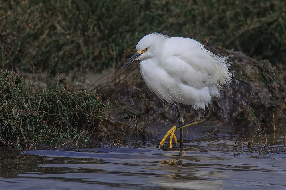 Snowy Egret, Sweet Springs Nature Preserve, Los Osos, California