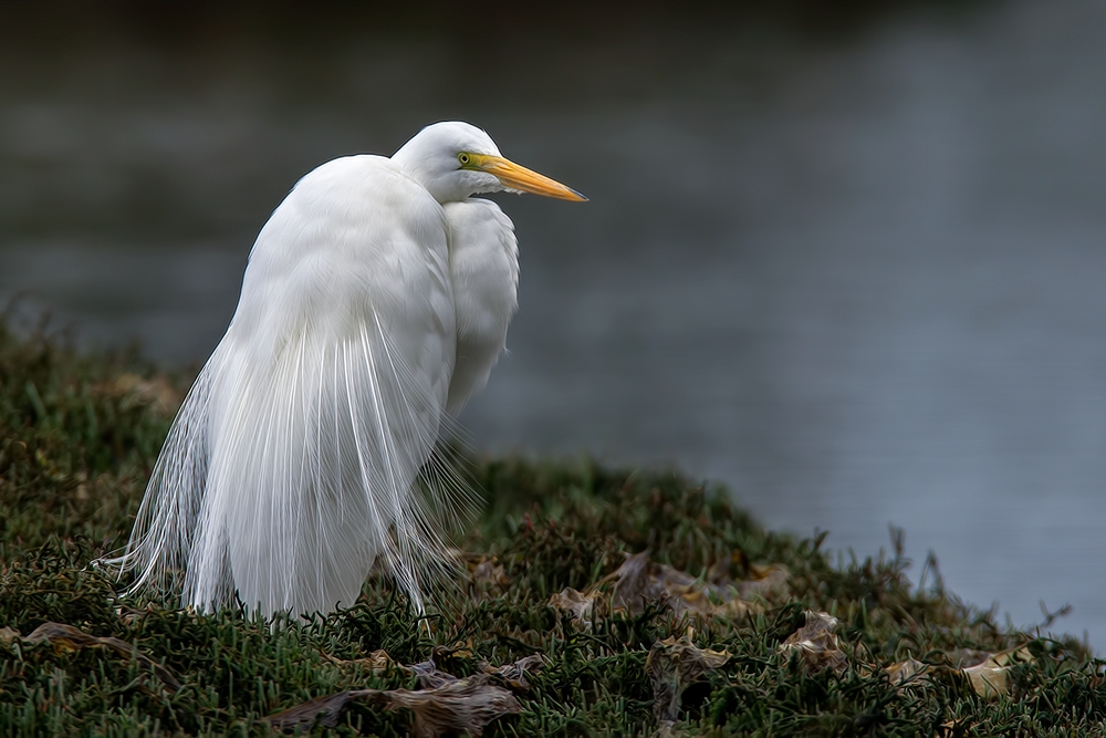 Great White Egret, Sweet Springs Nature Preserve, Los Osos, California