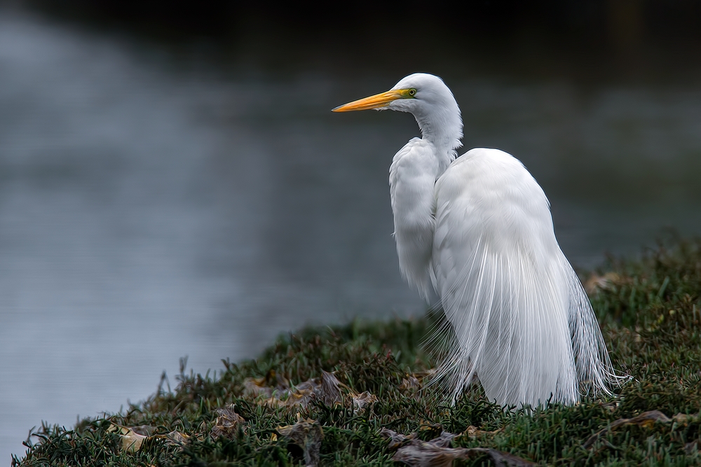 Great White Egret, Sweet Springs Nature Preserve, Los Osos, California