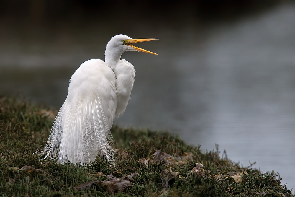 Great White Egret, Sweet Springs Nature Preserve, Los Osos, California