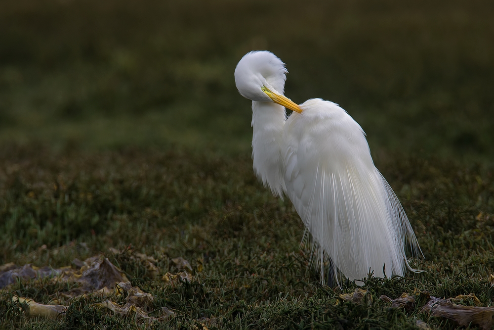 Great White Egret, Sweet Springs Nature Preserve, Los Osos, California