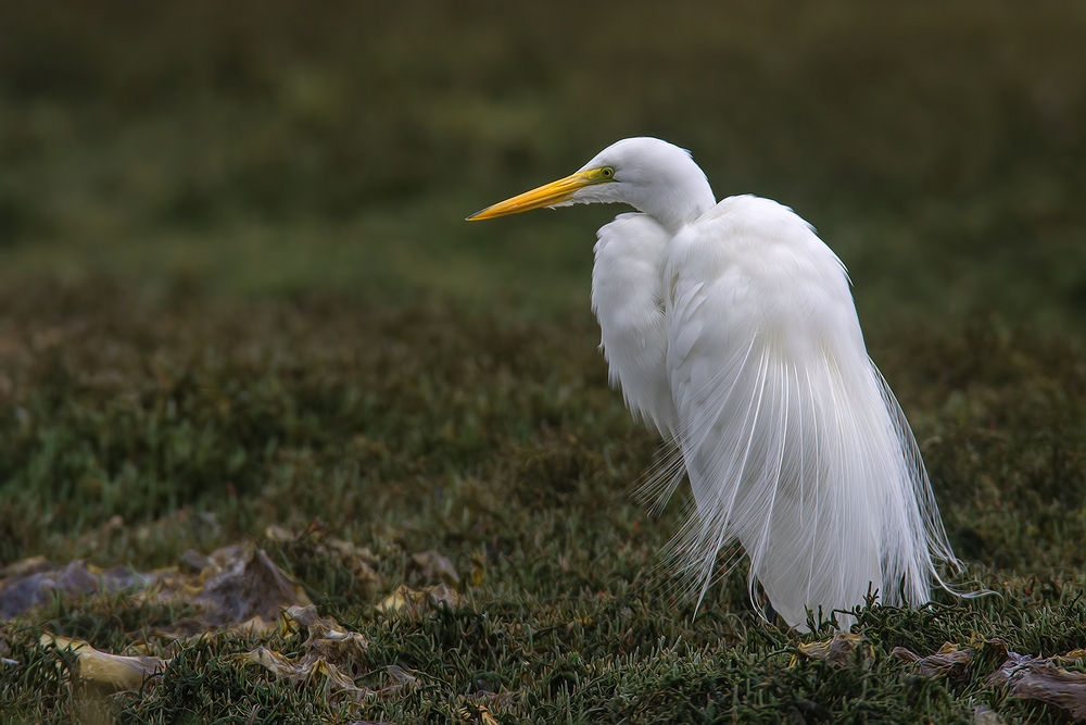 Great White Egret, Sweet Springs Nature Preserve, Los Osos, California