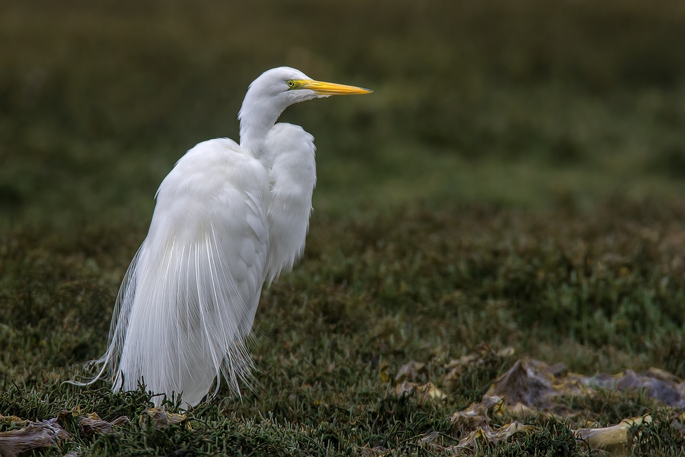 Great White Egret, Sweet Springs Nature Preserve, Los Osos, California