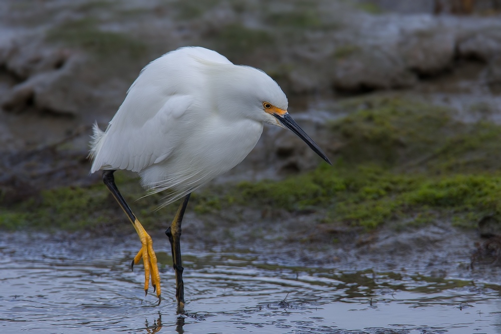 Snowy Egret, Sweet Springs Nature Preserve, Los Osos, California