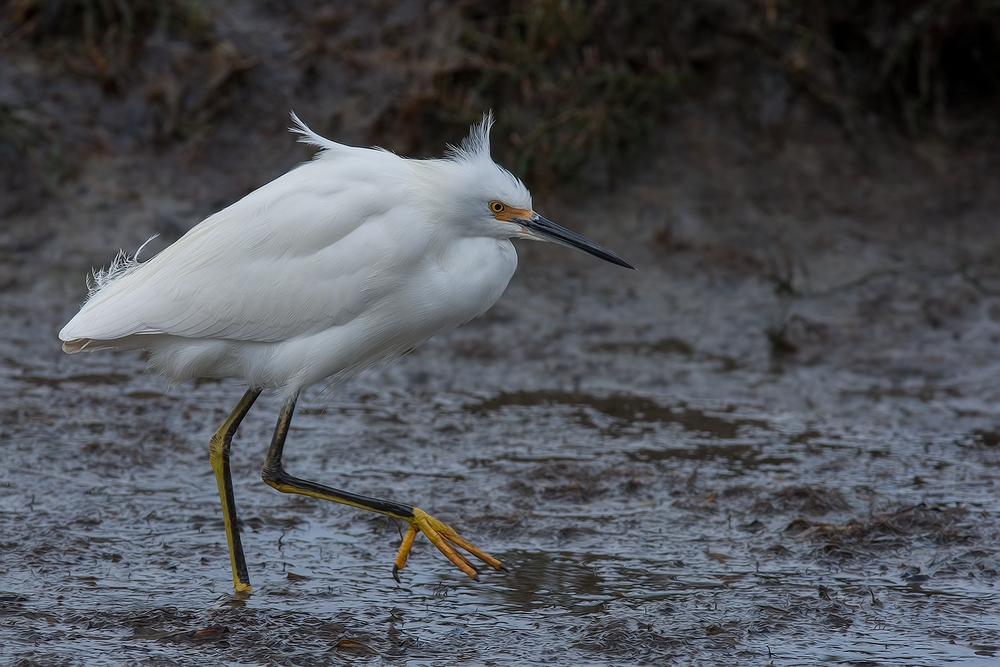 Snowy Egret, Sweet Springs Nature Preserve, Los Osos, California