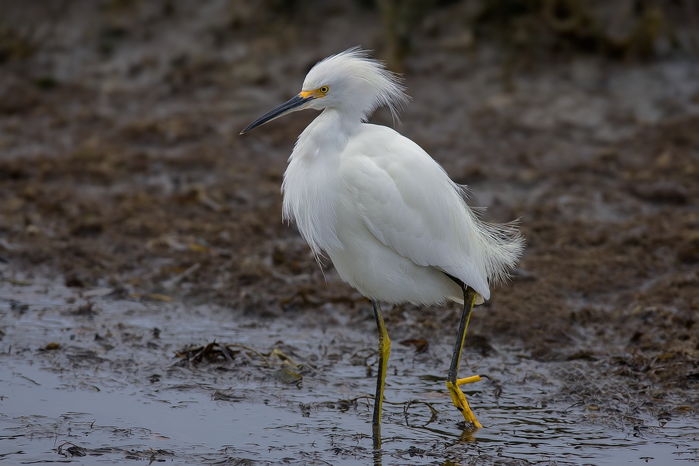 Snowy Egret, Sweet Springs Nature Preserve, Los Osos, California