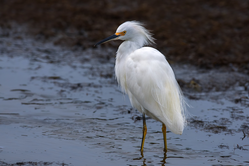 Snowy Egret, Sweet Springs Nature Preserve, Los Osos, California