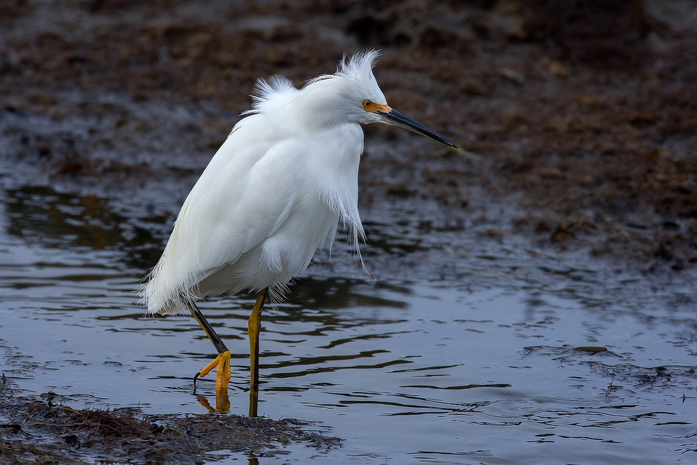 Snowy Egret, Sweet Springs Nature Preserve, Los Osos, California