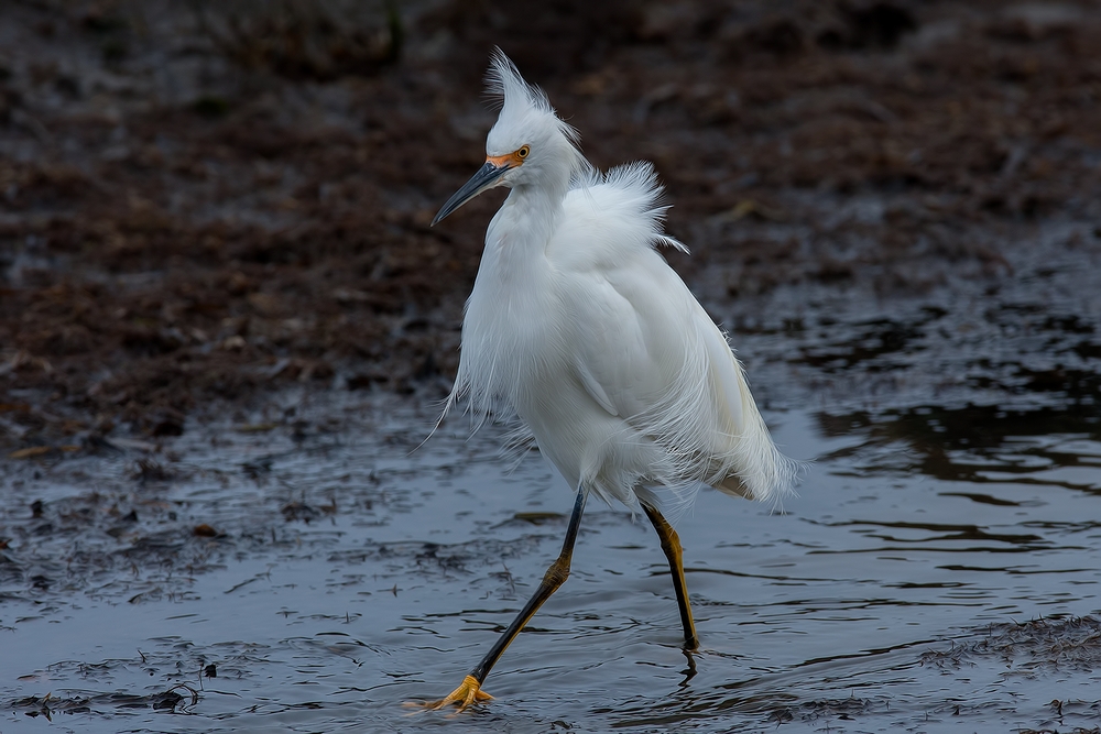 Snowy Egret, Sweet Springs Nature Preserve, Los Osos, California