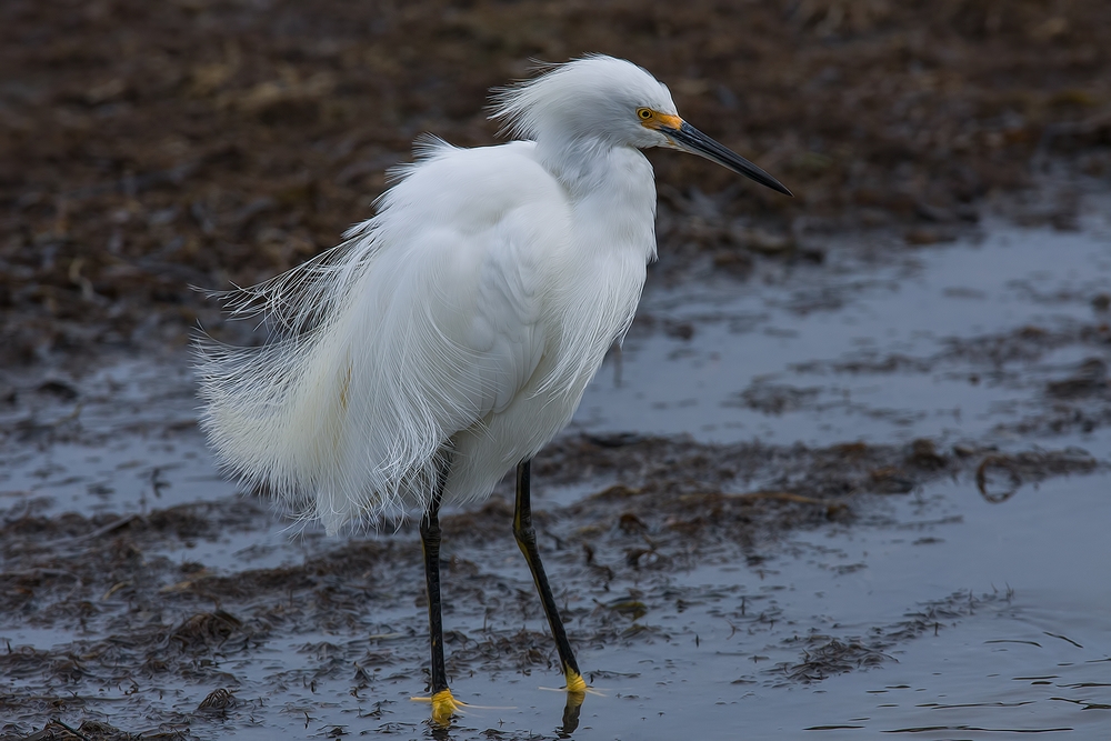 Snowy Egret, Sweet Springs Nature Preserve, Los Osos, California