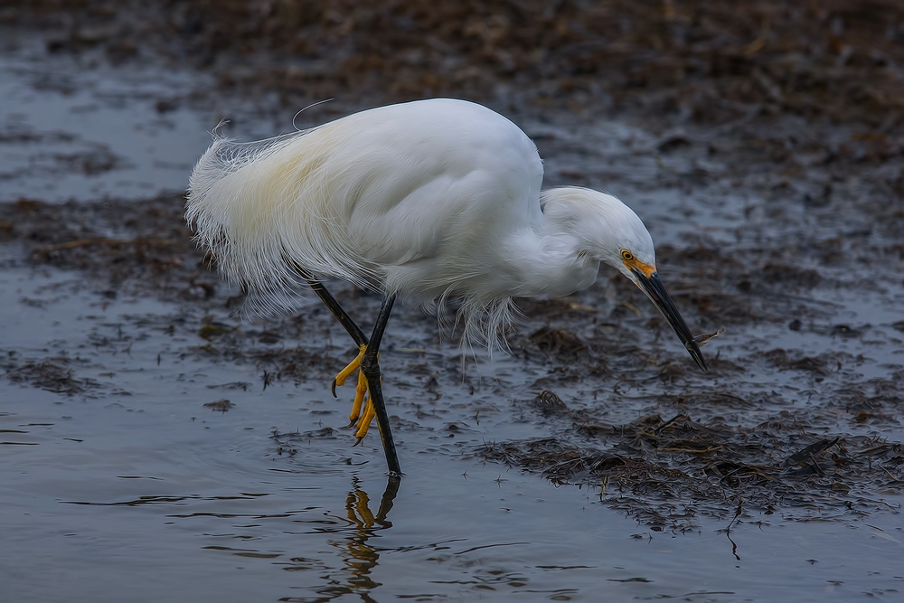 Snowy Egret, Sweet Springs Nature Preserve, Los Osos, California