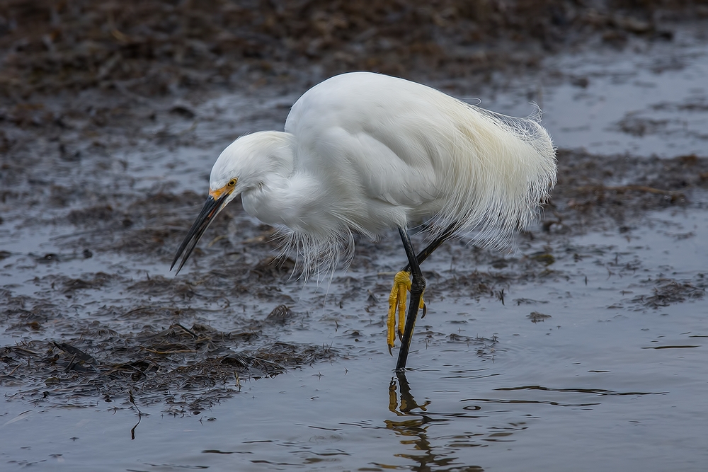 Snowy Egret, Sweet Springs Nature Preserve, Los Osos, California