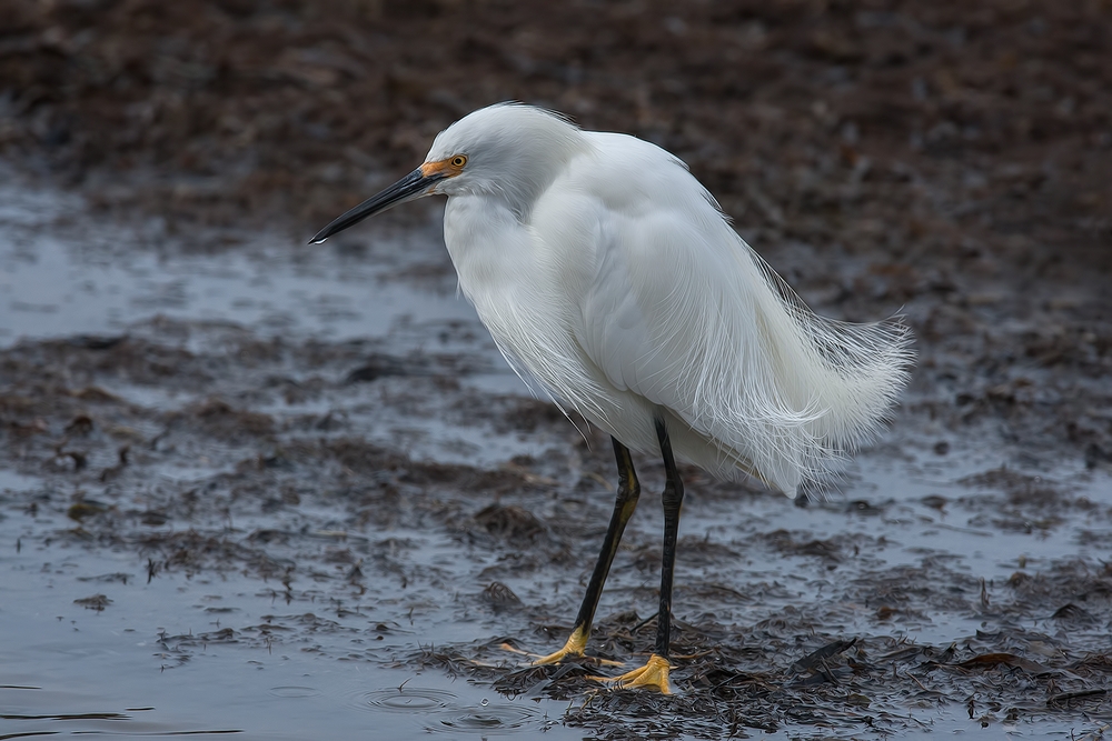 Snowy Egret, Sweet Springs Nature Preserve, Los Osos, California