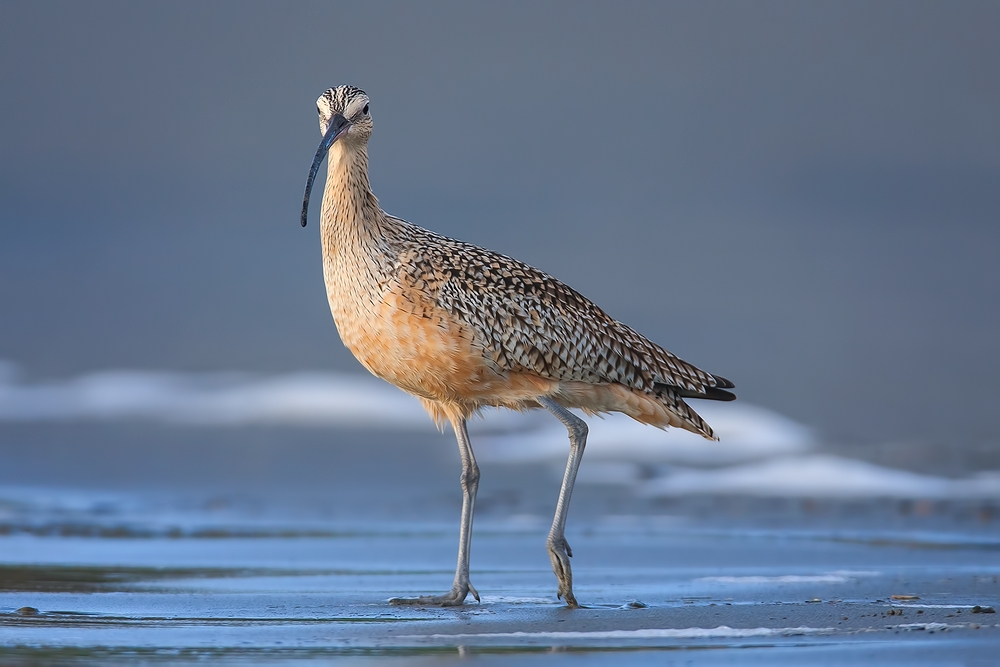 Long-Billed Curlew, Moro Strand State Beach, Moro Bay, California