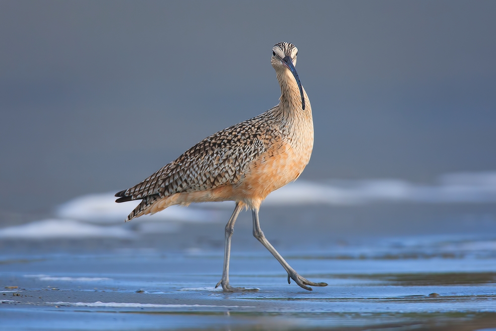 Long-Billed Curlew, Moro Strand State Beach, Moro Bay, California