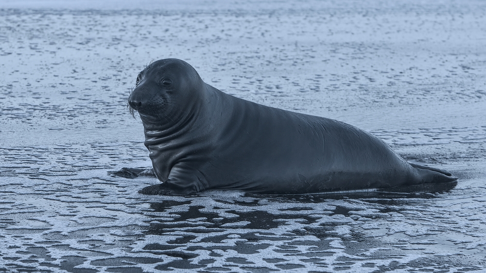 Northern Elephant Seal (Pup), Vista Point, Near San Simeon, California