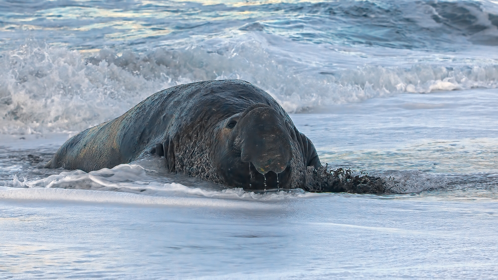 Northern Elephant Seal (Male), Vista Point, Near San Simeon, California