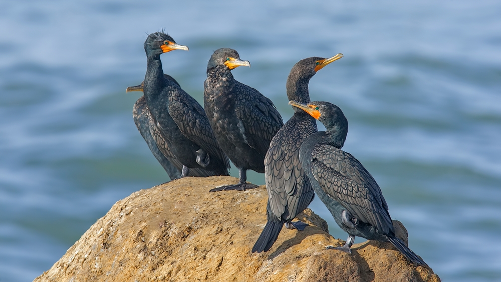 Double-Crested Cormorants, Vista Point, Near San Simeon, California