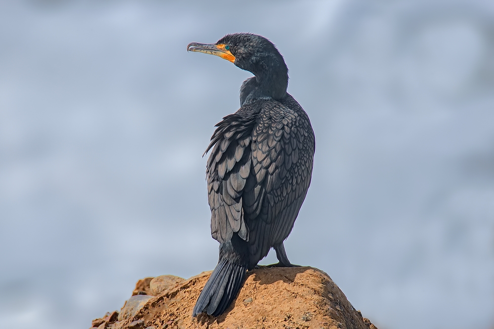 Double-Crested Cormorant, Vista Point, Near San Simeon, California