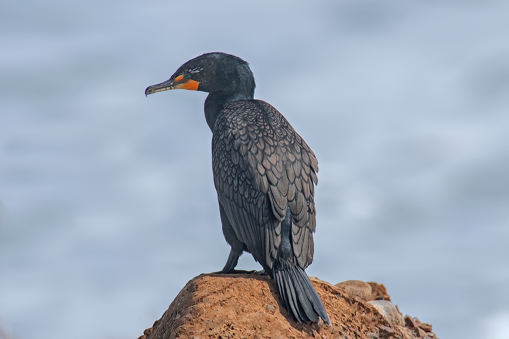 Double-Crested Cormorant, Vista Point, Near San Simeon, California