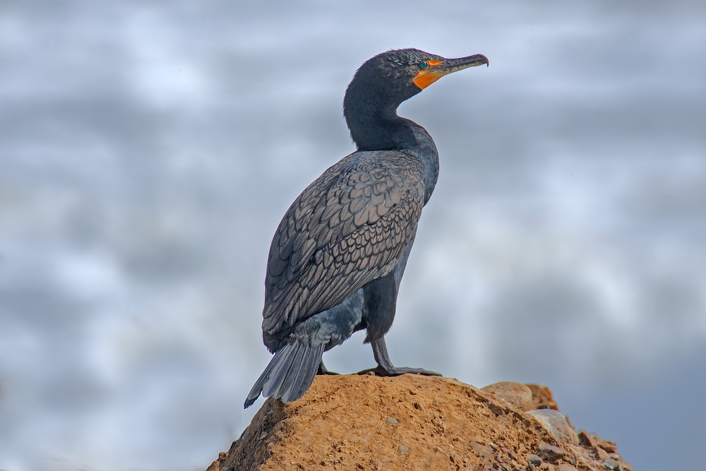 Double-Crested Cormorant, Vista Point, Near San Simeon, California