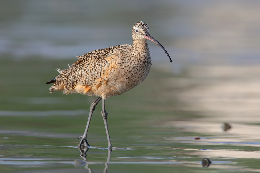 Long-Billed Curlew, Moro Strand State Beach, Moro Bay, California