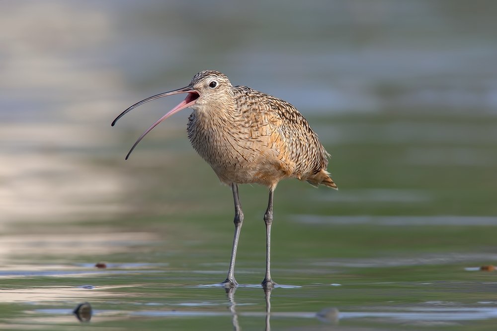 Long-Billed Curlew, Moro Strand State Beach, Moro Bay, California