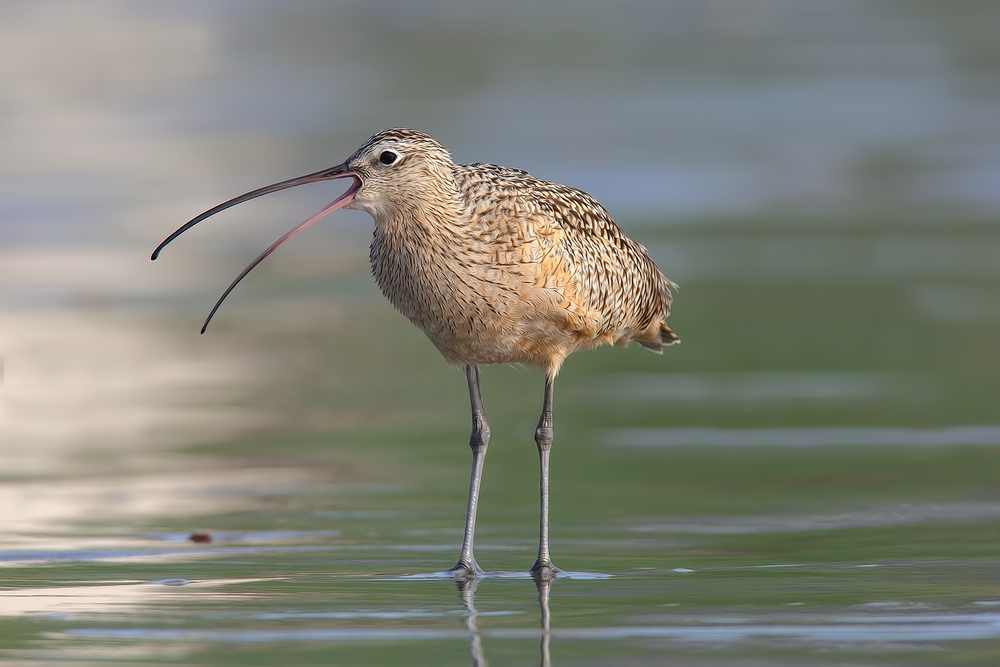 Long-Billed Curlew, Moro Strand State Beach, Moro Bay, California