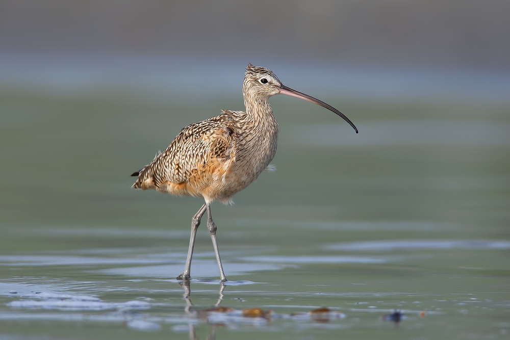 Long-Billed Curlew, Moro Strand State Beach, Moro Bay, California