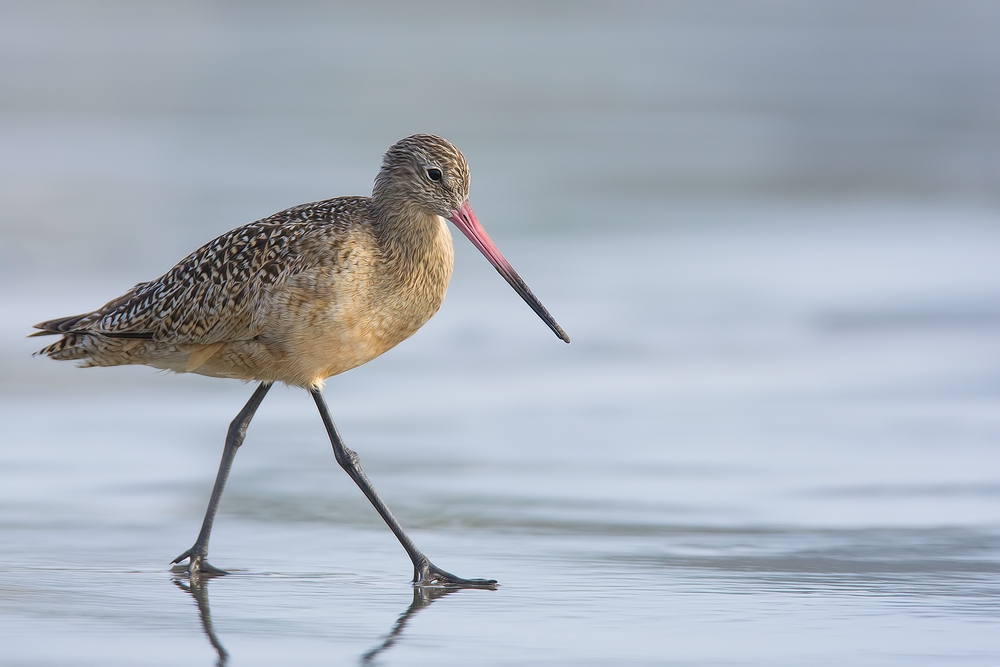 Marbled Godwit, Moro Strand State Beach, Moro Bay, California