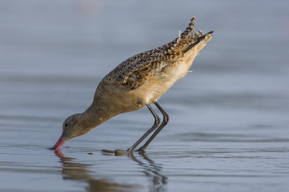 Marbled Godwit, Moro Strand State Beach, Moro Bay, California