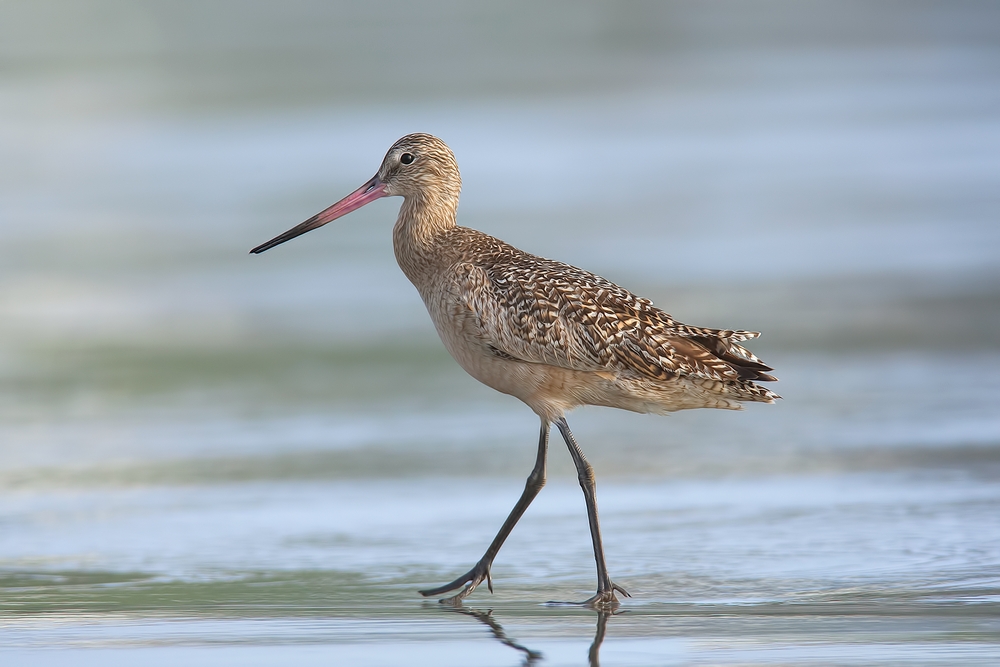 Marbled Godwit, Moro Strand State Beach, Moro Bay, California