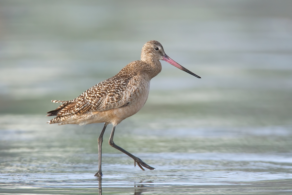 Marbled Godwit, Moro Strand State Beach, Moro Bay, California