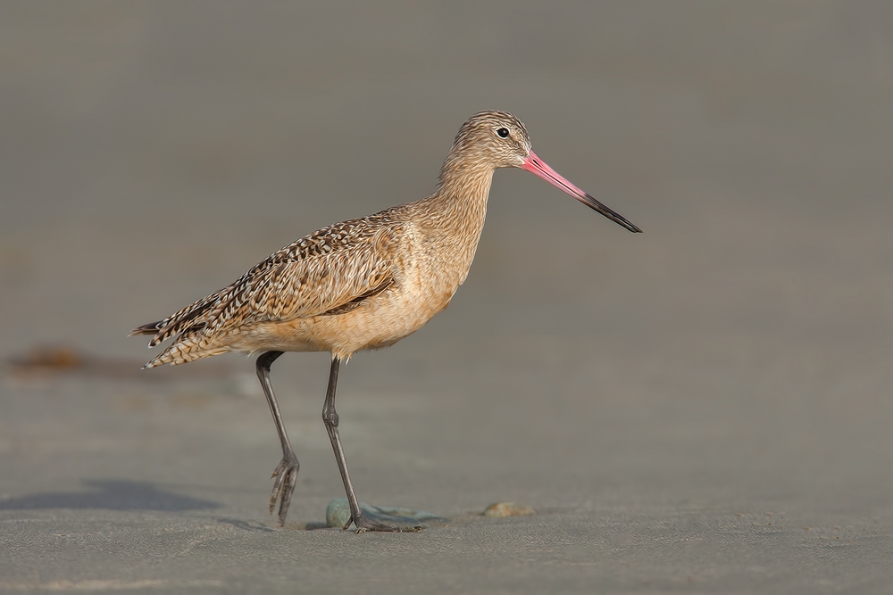 Marbled Godwit, Moro Strand State Beach, Moro Bay, California