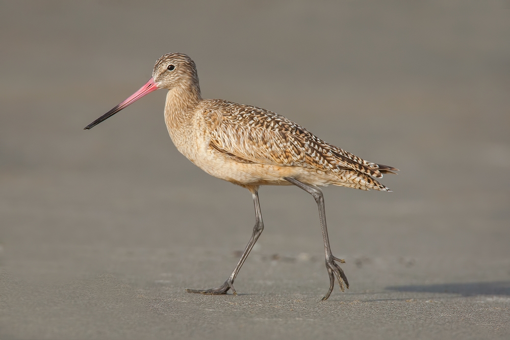 Marbled Godwit, Moro Strand State Beach, Moro Bay, California