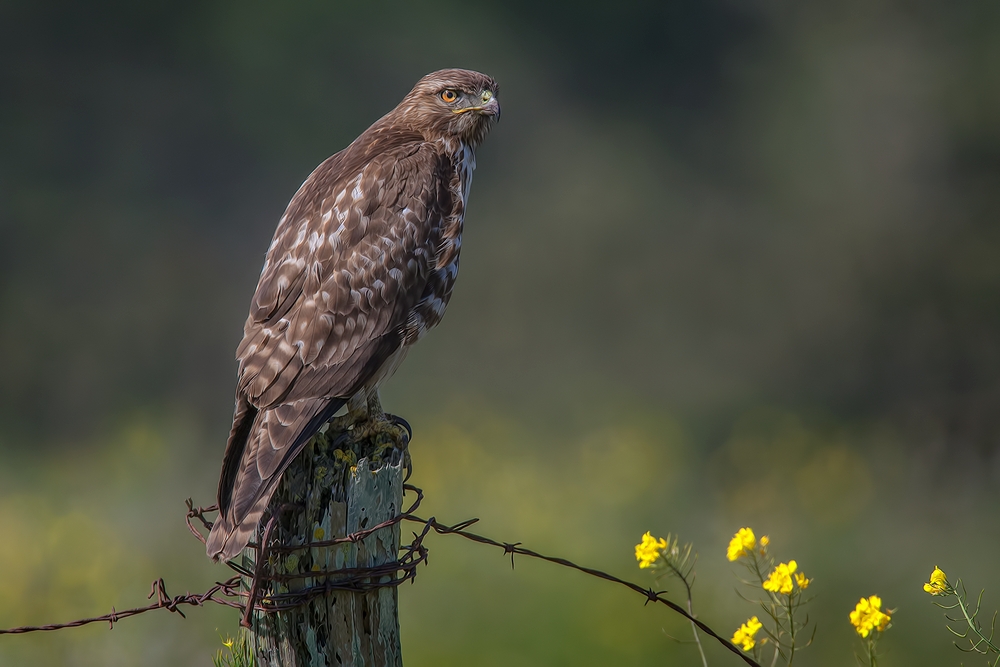 Red-Tailed Hawk, Cabrilo Highway, Near Pescadero, California