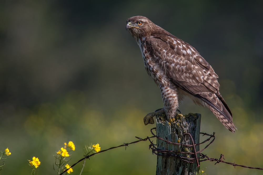 Red-Tailed Hawk, Cabrilo Highway, Near Pescadero, California