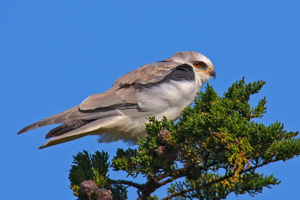 White-Tailed Kite, Cabrilo Highway, Near Half Moon Bay, California