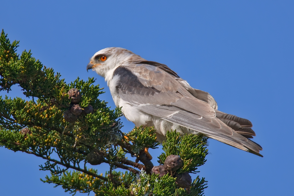 White-Tailed Kite, Cabrilo Highway, Near Half Moon Bay, California