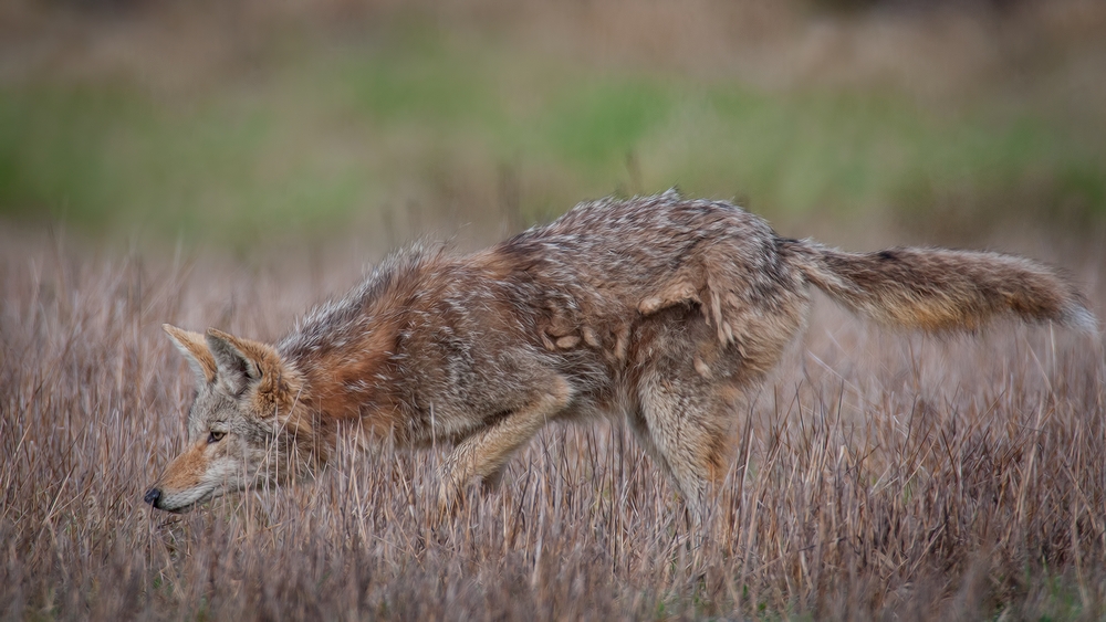 Coyote, Ridgefield National Wildlife Refuge, Near Woodland, Washington