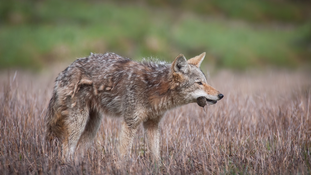 Coyote, Ridgefield National Wildlife Refuge, Near Woodland, Washington