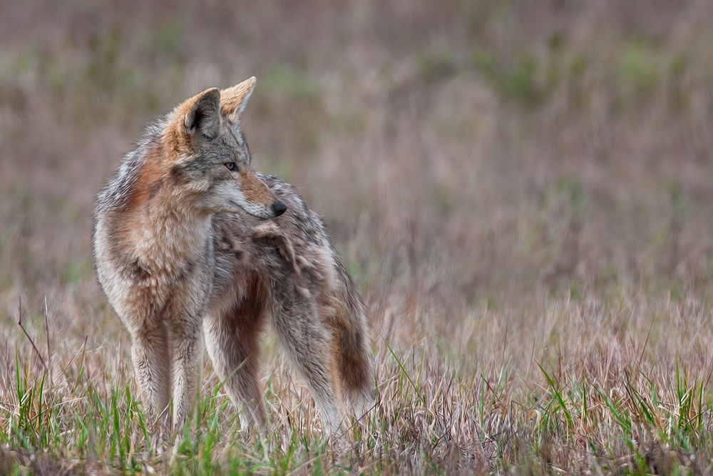 Coyote, Ridgefield National Wildlife Refuge, Near Woodland, Washington