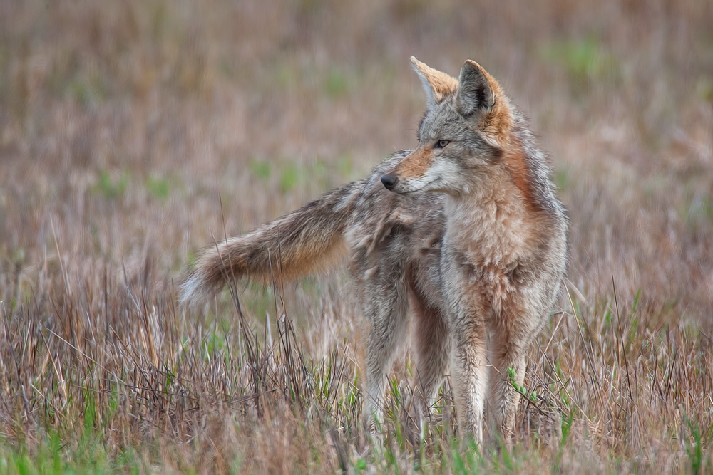 Coyote, Ridgefield National Wildlife Refuge, Near Woodland, Washington