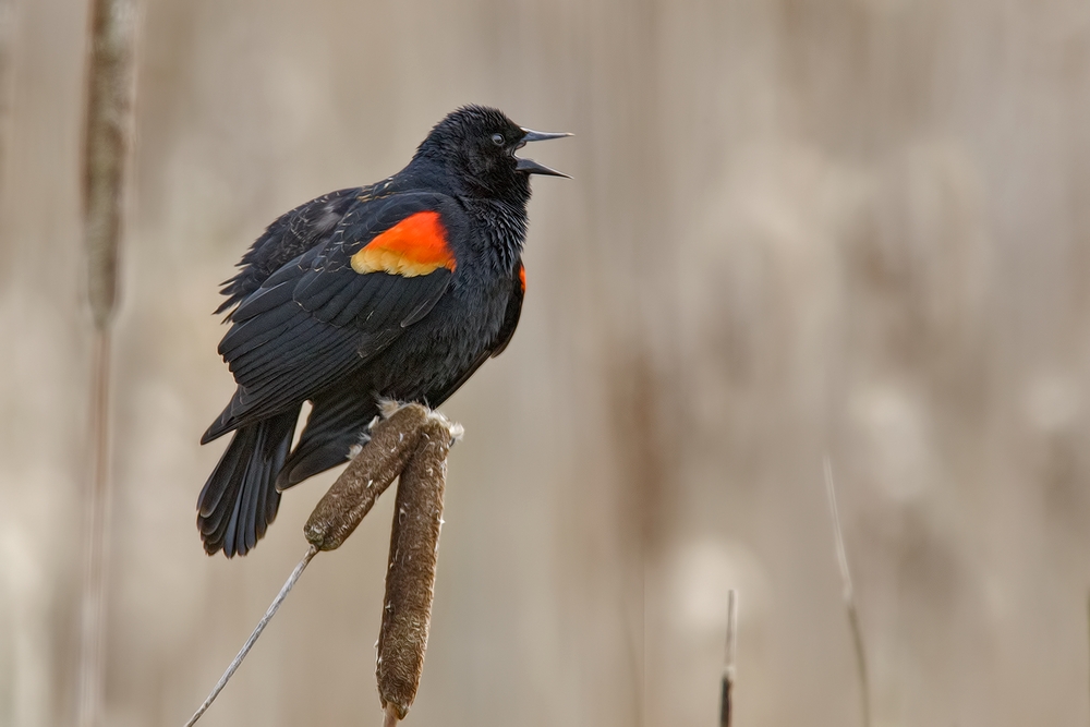 Red-Winged Blackbird (Juvenile Male), Ridgefield National Wildlife Refuge, Near Woodland, Washington