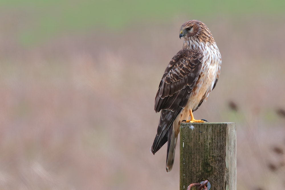 Northern Harrier (Female), Ridgefield National Wildlife Refuge, Near Woodland, Washington