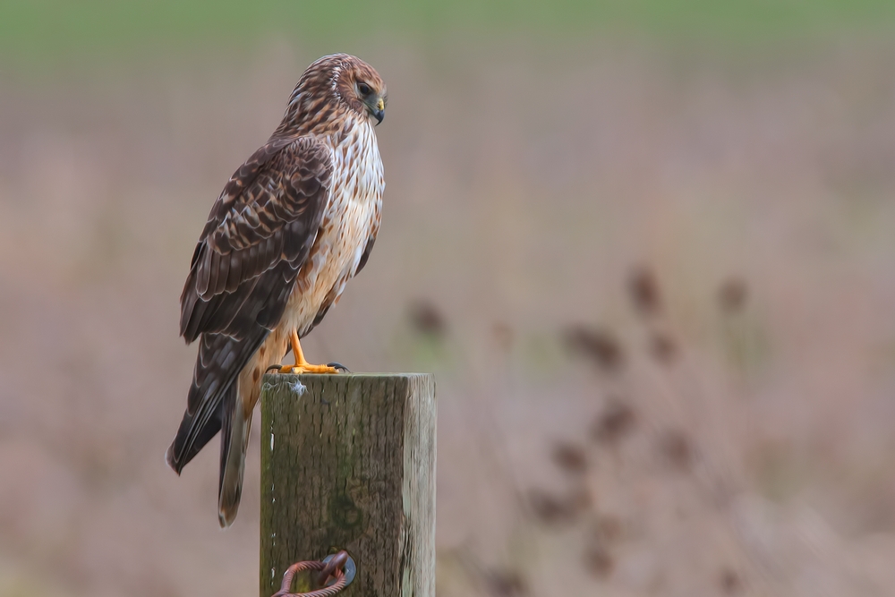 Northern Harrier (Female), Ridgefield National Wildlife Refuge, Near Woodland, Washington