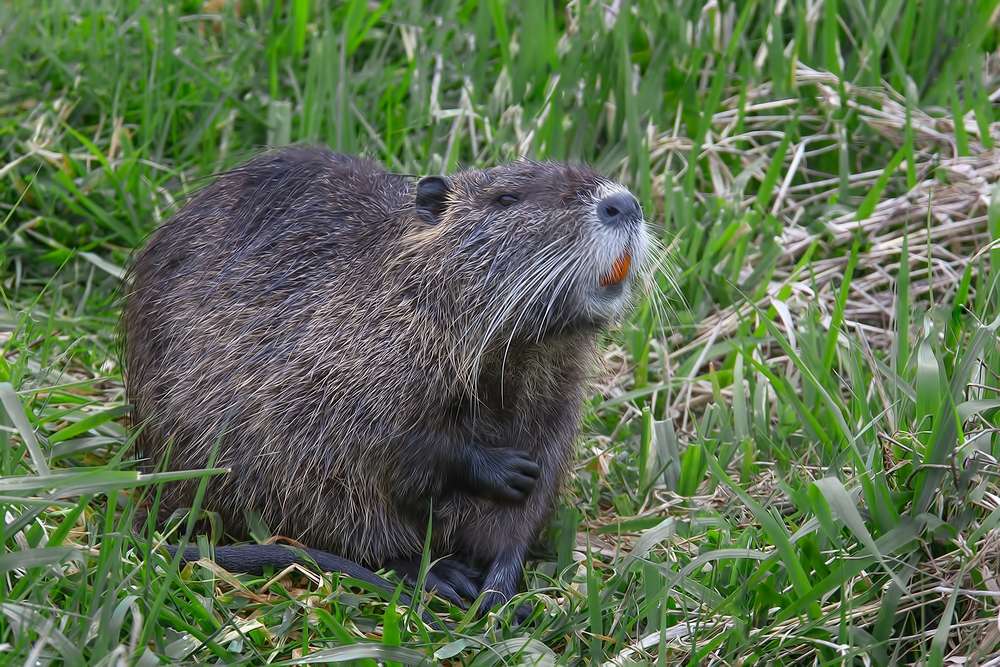 Nutria, Ridgefield National Wildlife Refuge, Near Woodland, Washington