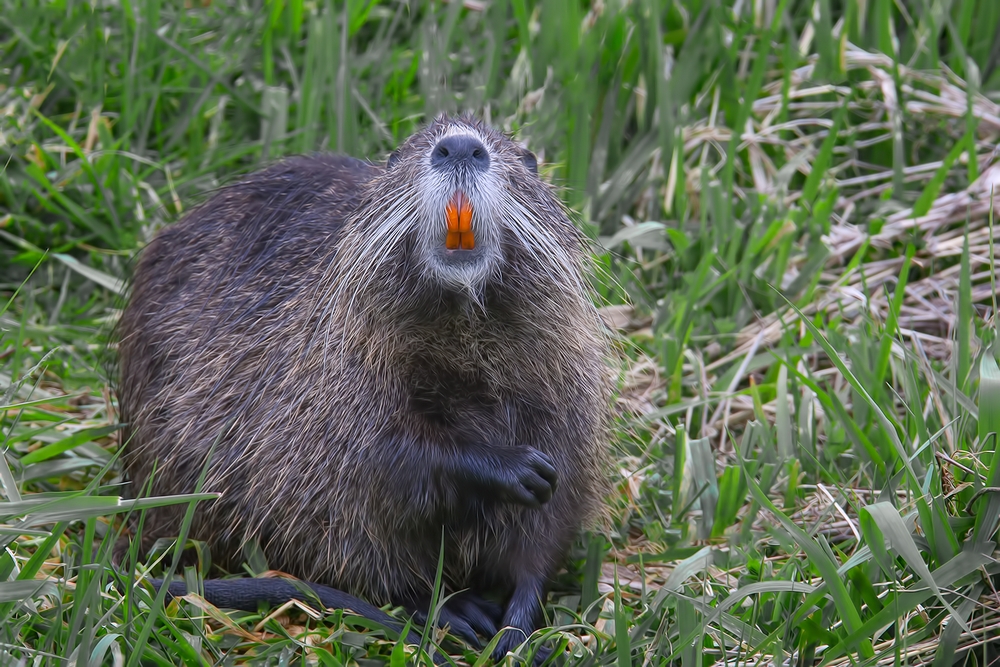 Nutria, Ridgefield National Wildlife Refuge, Near Woodland, Washington