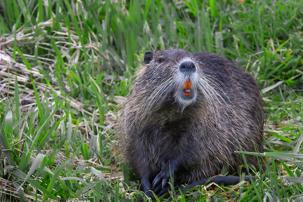 Nutria, Ridgefield National Wildlife Refuge, Near Woodland, Washington