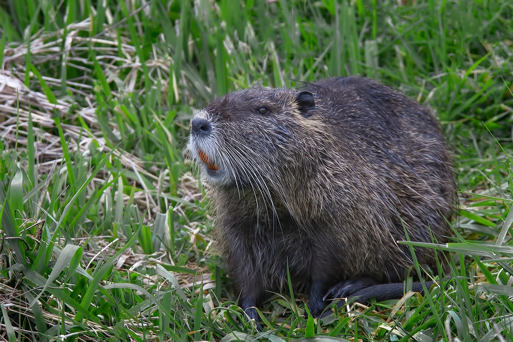 Nutria, Ridgefield National Wildlife Refuge, Near Woodland, Washington